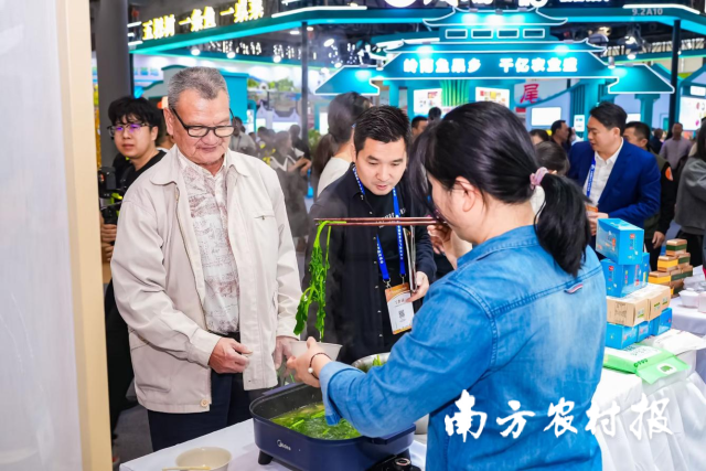 阳山西洋菜走进农业展会