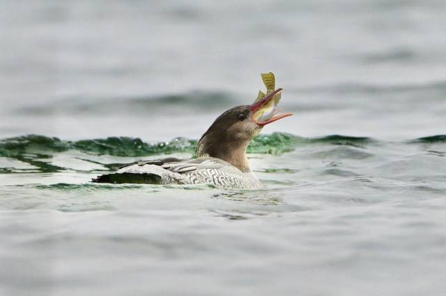 首次在湛江现身的国家一级保护鸟类中华秋沙鸭 李杭/摄 
