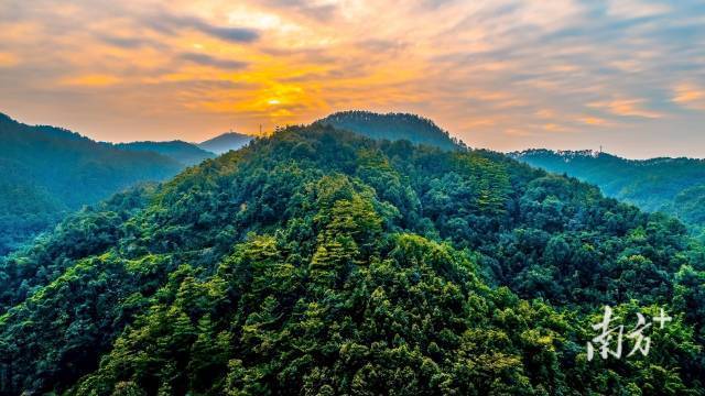 佛山市云勇林场。