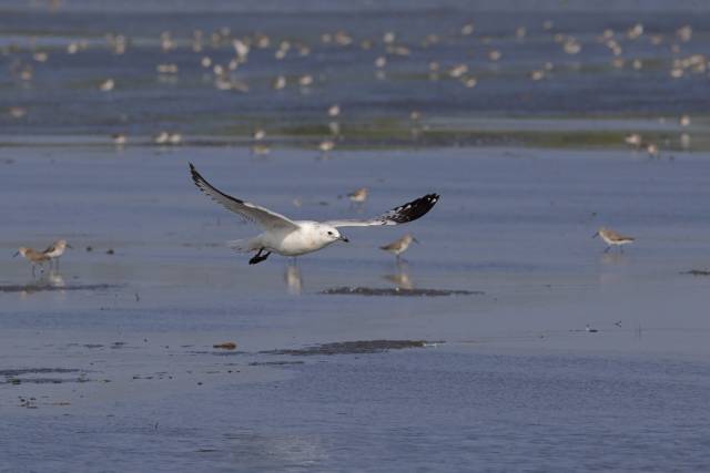 遗鸥 庄礼凤/摄  