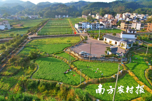 西洋菜成为阳山乡村振兴的“致富菜”