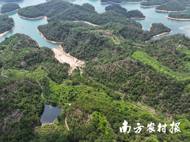 广州市花都区开展大斑块造林后