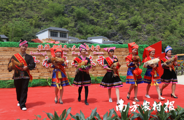 往年七百弄鸡选美大赛比赛现场