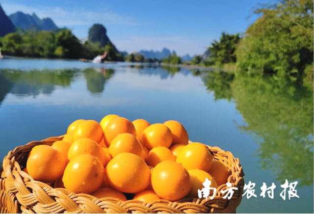 阳朔金桔。