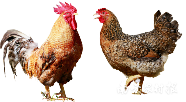 七百弄鸡公鸡（左）及母鸡（右）