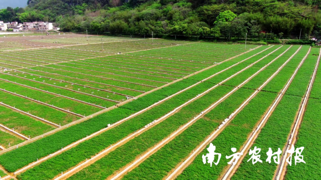 阳山西洋菜种植基地