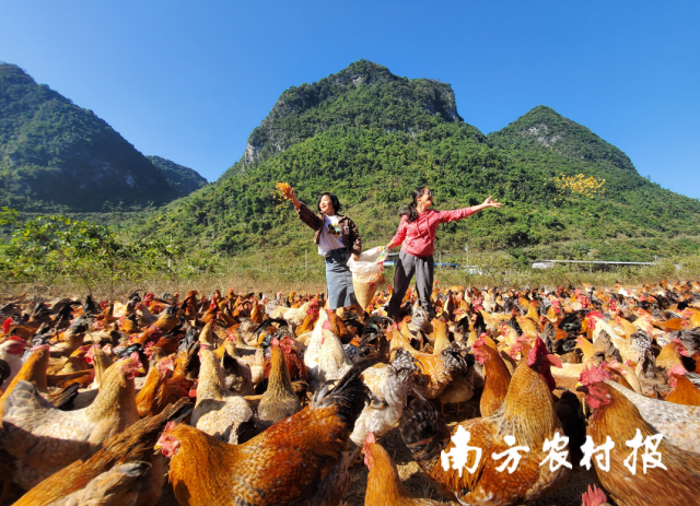 七百弄鸡生态放养于千山万弄间