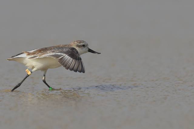 带有旗标“2L”的勺嘴鹬2017、2019~2025年在湛江的附城镇都有被记录 程立/摄