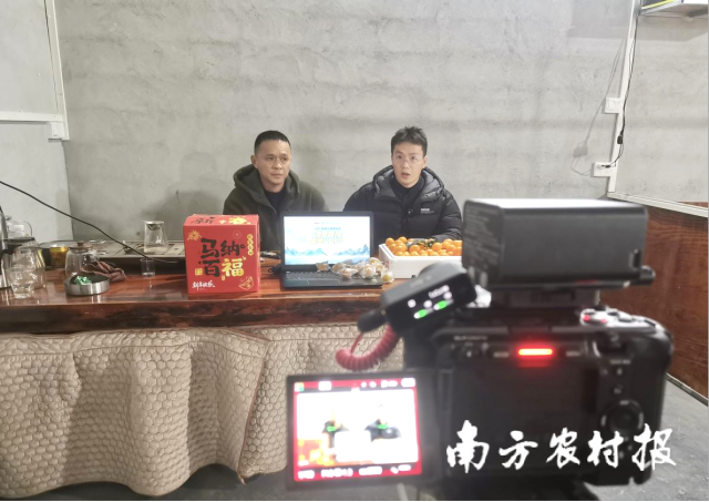 直播推介阳朔金桔。