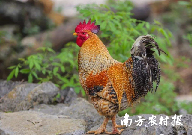 七百弄鸡站姿挺拔，肌肉结实，步态稳健