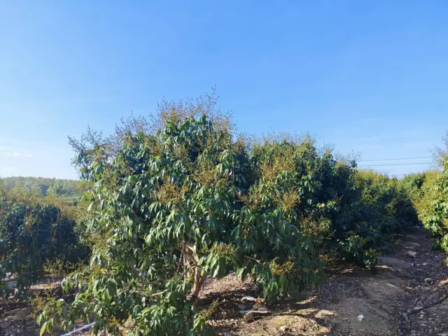 使用天润产品后荔枝开花早、出花整齐。