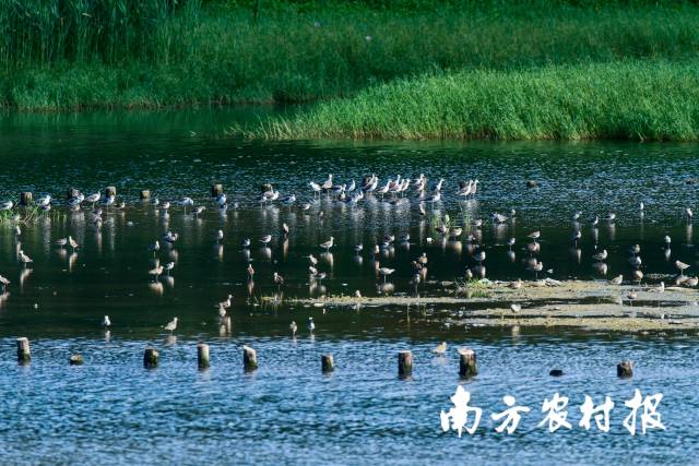 深圳华侨城湿地滩地