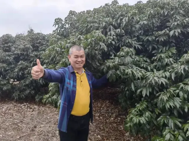 李军和他的荔枝园。