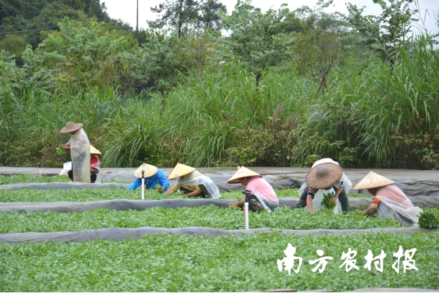 阳山西洋菜产业带动农户超3000户