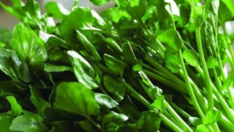 年味臻品西洋菜，广东人为何独宠阳山产？