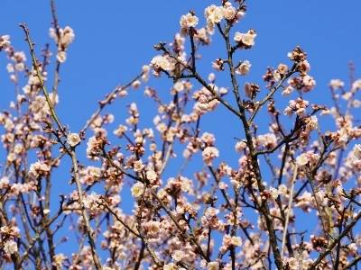 走进“粉色花海”！萝岗香雪公园宫粉梅盛放