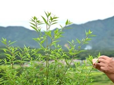 建言献策｜提速发展山苍子特色产业，让“绿果子”变“金果子”