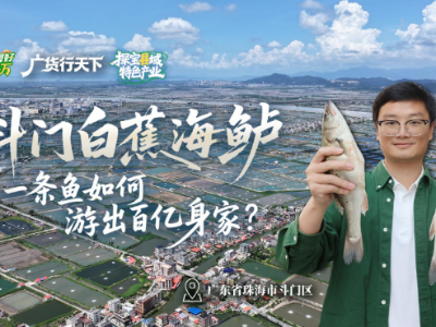 珠海斗门白蕉海鲈，游出百亿“身家” | 粤来粤好百千万