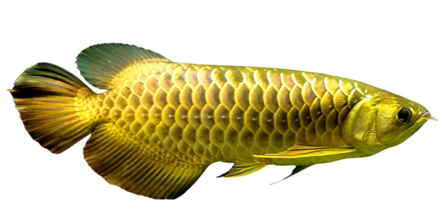 国产金龙鱼标志着我国在高端观赏鱼种源自主化道路上取得了里程碑式的突破。