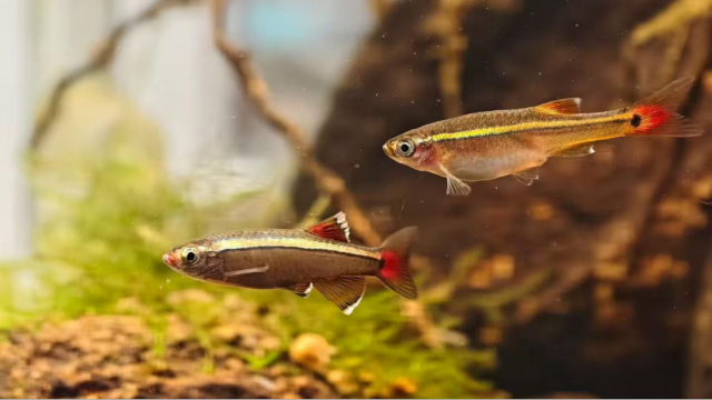 源自其原生地白云山，又因其体侧有一条金色纵带，故得名“白云金丝”。