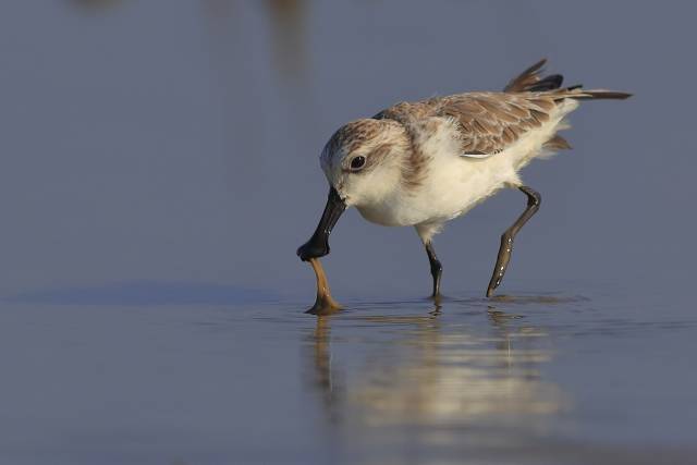 勺嘴鹬正在进食 程立/摄 