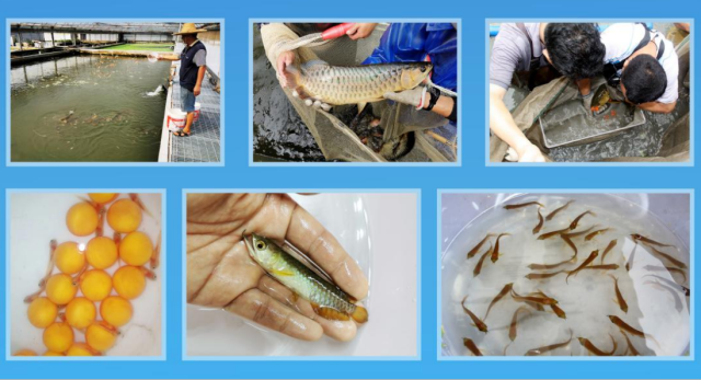 观赏鱼养殖成为乡村产业振兴的重要动力。