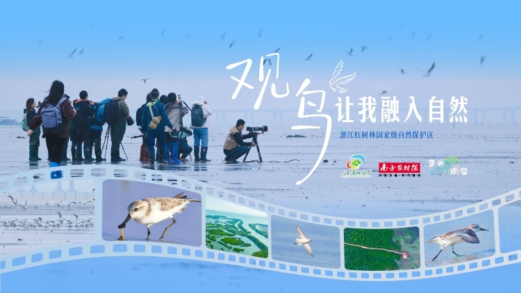 在观鸟中，看到绿美广东下的人与自然 | 寻美南粤⑫