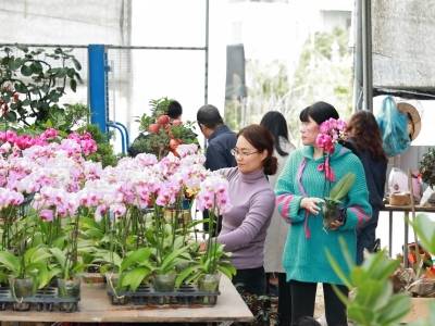 新春走基层丨潮州花卉小镇，有超万人在售卖浪漫