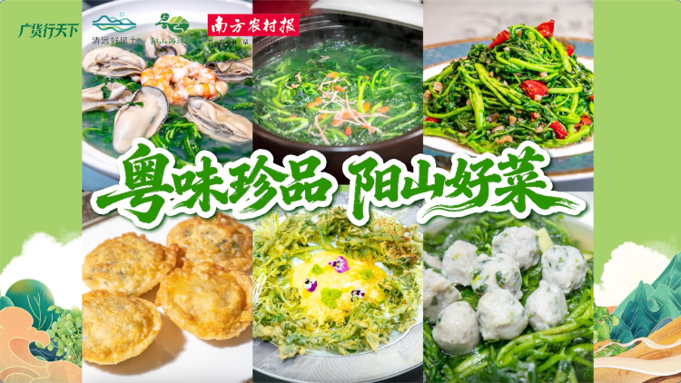 视频｜粤味珍品，阳山好菜！广州餐饮名店齐上阳山西洋菜