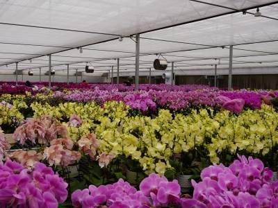 首发香港！翁源兰花开启自主出口新阶段