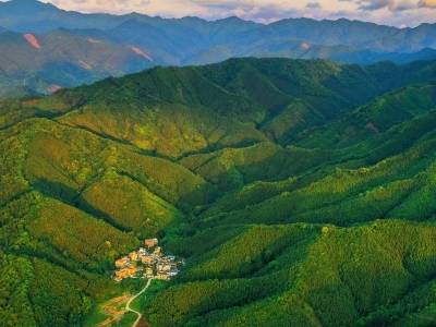 广东设立国内首个林业产业类政府投资基金