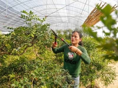 一片“人才雨林”，孕育百村未来｜百千万 中山范