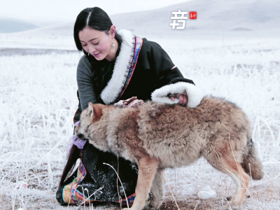 +音 | 《重返狼群》翻红：为何一部“粗糙”纪录片能戳中千万人心？