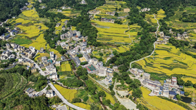 片区化推进，解锁茂名“百千万工程”乡村新美学 | 茂名大道