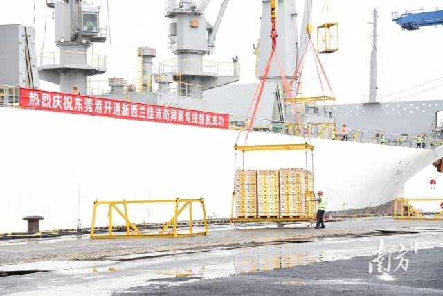 东莞港开通新西兰佳沛奇异果直航专线。资料图