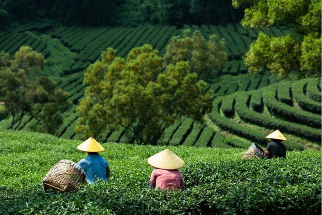 绿色种养循环成为英德农业高质量发展的重要标识。