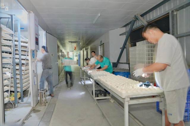 江门开平市马冈镇马冈鹅蛋孵化车间。拍摄：陈勇静。