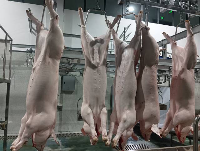 屠宰后，待分割的生猪。