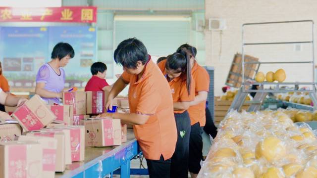 梅县金柚包装线。