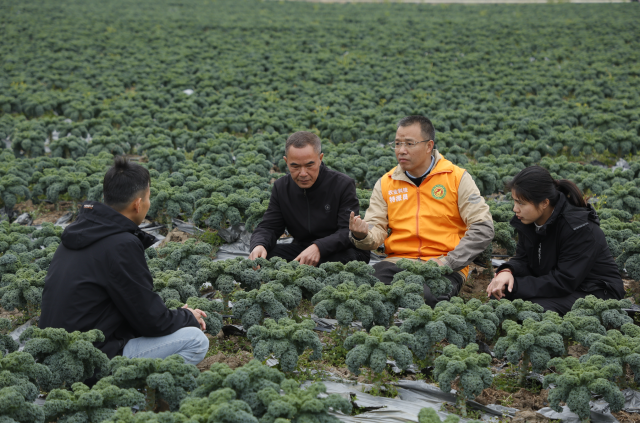 农业科技特派员在田间分享种业技术。