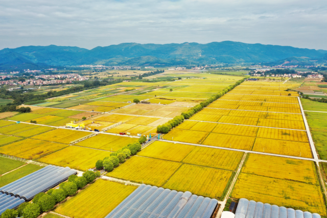 增城区丝苗米省级现代农业产业园迎来丰收。