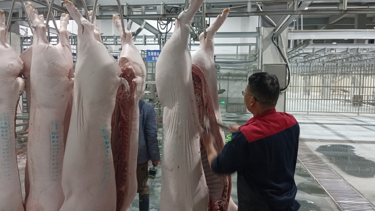 60万头年屠宰量守护“肉盘子”！云浮市云安区石城屠宰场投入运营