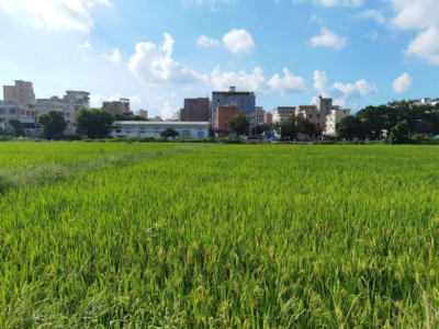 广州市委书记：16次提及城中村改造丨市委书记抓乡村振兴2025年度盘点