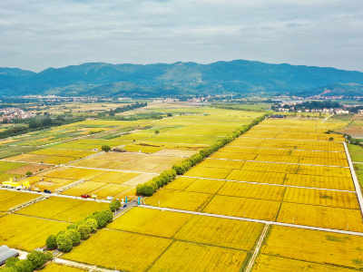广东“三农”这五年：以高质量答卷，赴“十五五”新程