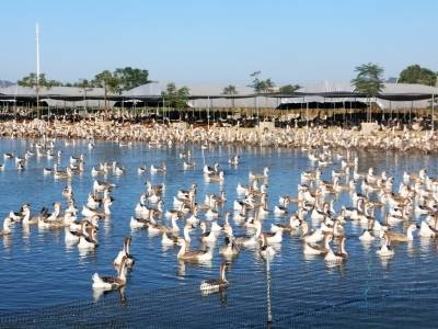 鹅“鸣”天下 | 报告文学