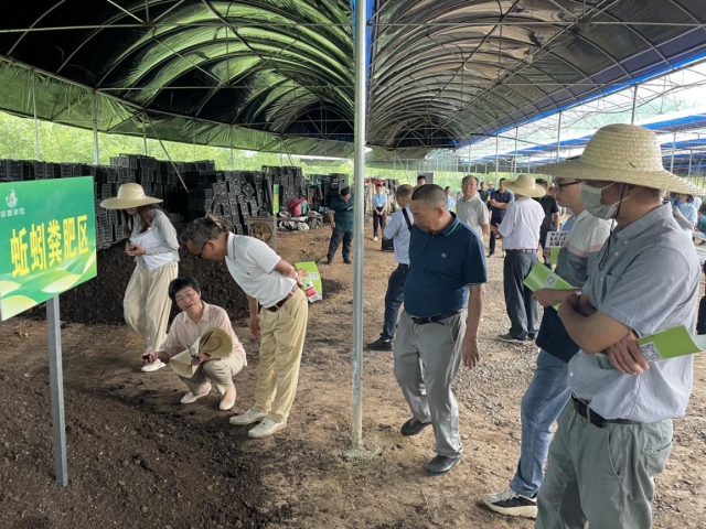 蚯蚓粪肥项目观摩