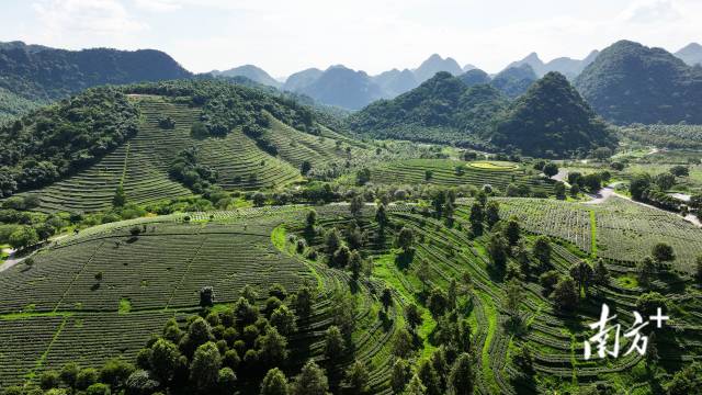 英德红茶、麻竹笋两大产业综合产值突破百亿级。图为英德积庆里红茶谷。 英德红茶、麻竹笋两大产业综合产值突破百亿级。图为英德积庆里红茶谷。