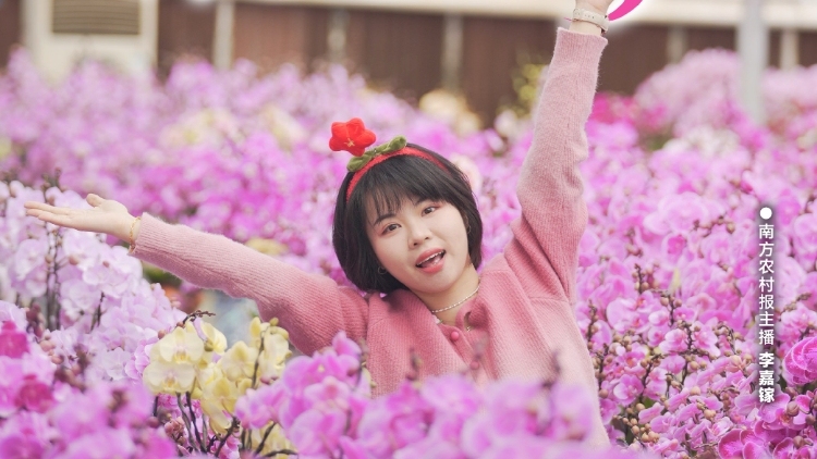 南农晨读 | 花开南海 福满新年