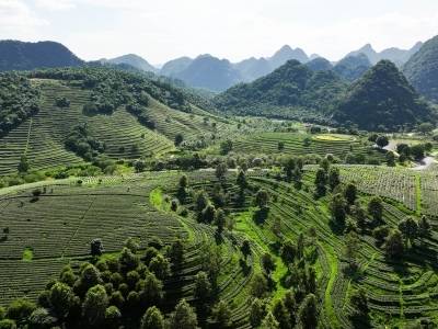 “得闲饮茶”，广东好茶如何香飘全国？全省专门开了一场座谈会