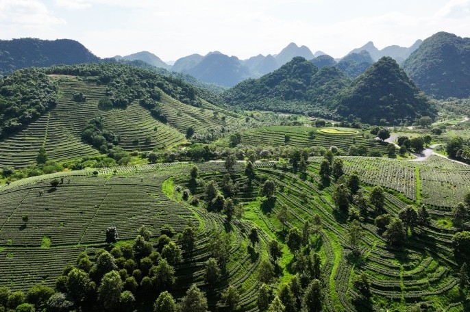 广东好茶如何香飘全国？全省专门开了一场座谈会